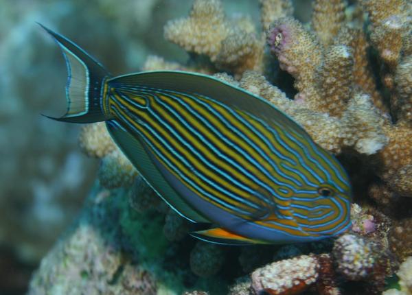 Surgeonfish - Lined Surgeonfish