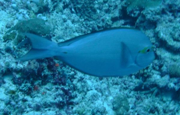 Surgeonfish - Yellowmask Surgeonfish