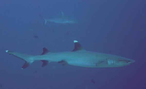 Sharks - Whitetip Reef Shark