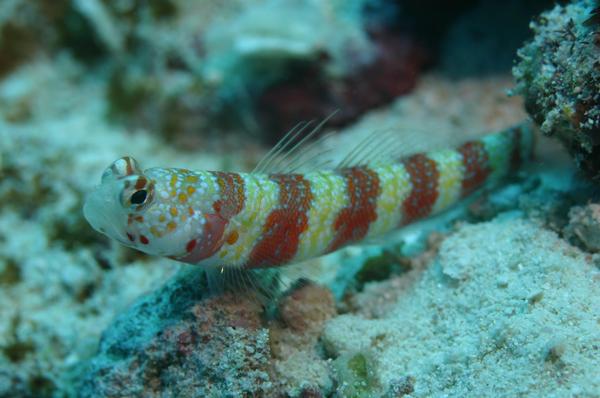 Gobies - Periophthalma prawn-goby