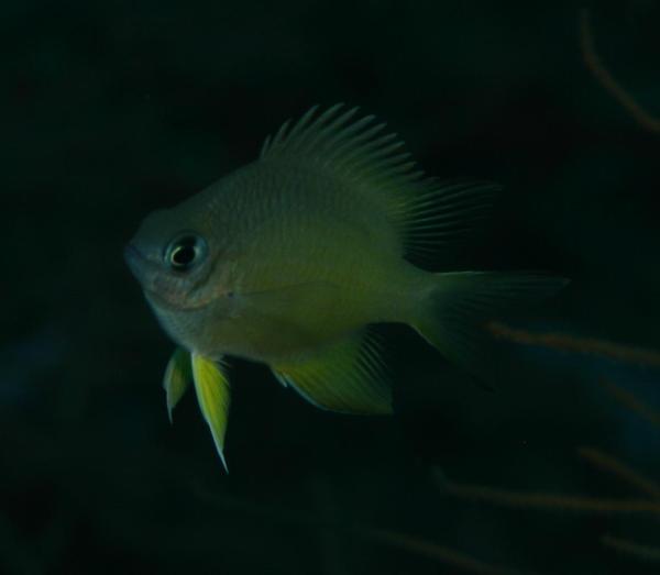 Damselfish - Whitebelly Damselfish