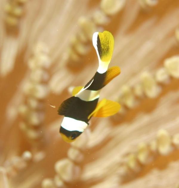 Damselfish - Clark's Anemonefish