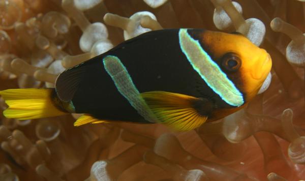 Damselfish - Clark's Anemonefish