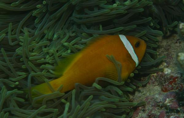 Damselfish - Maldives Anemonefish