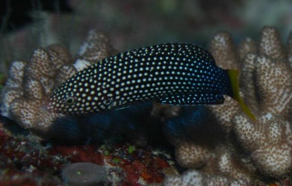 Wrasse - Yellowtail Wrasse