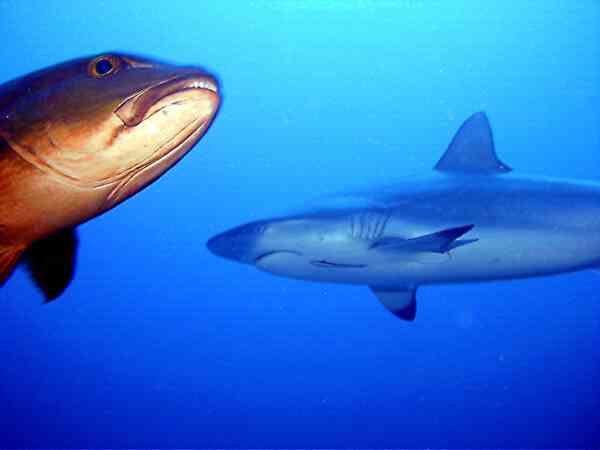 Sharks - Spinner Shark