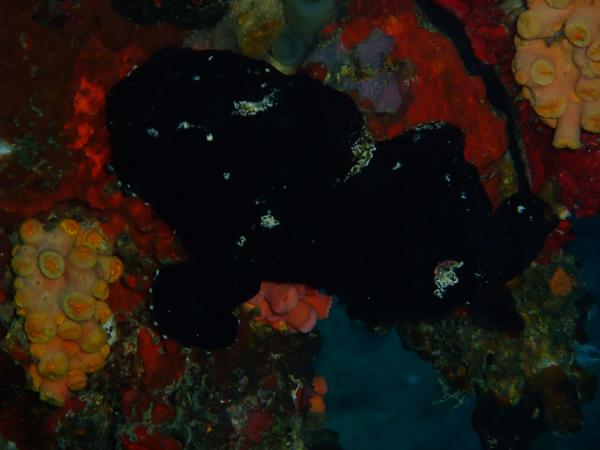 Frogfish - Painted Frogfish