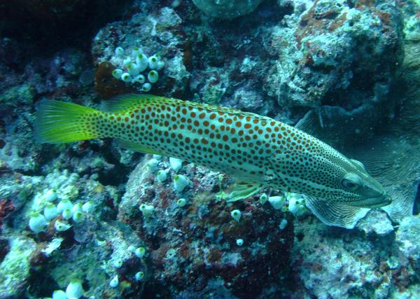 Groupers - Slender Grouper