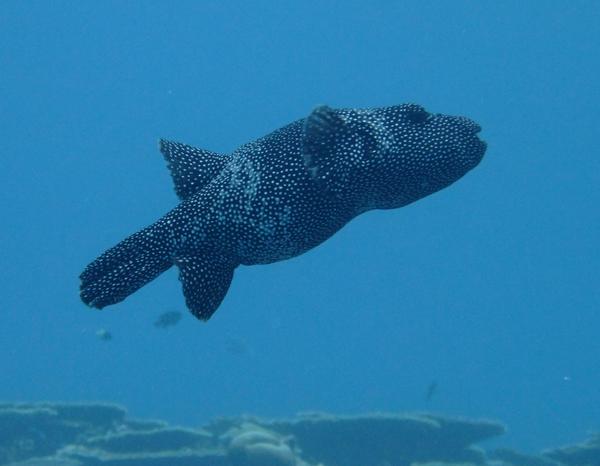 Pufferfish - Guineafowl Puffer