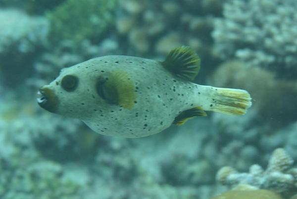 Pufferfish - Black-spotted Puffer