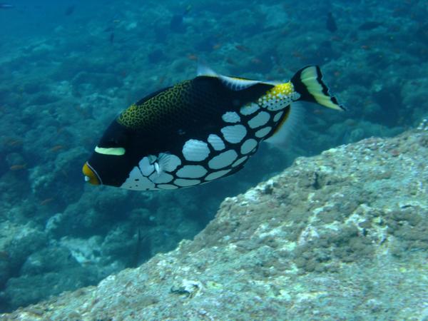 Triggerfish - Clown Triggerfish