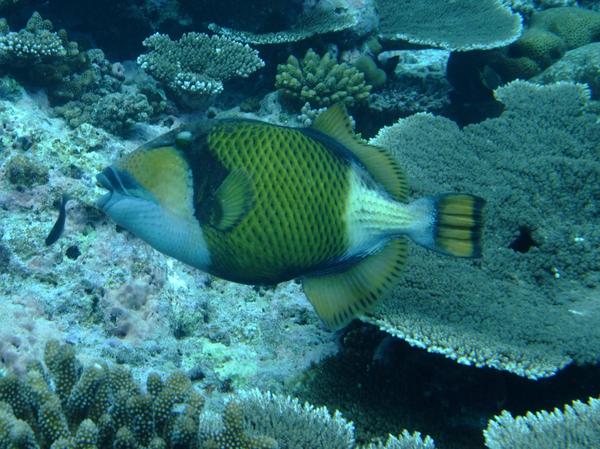 Triggerfish - Titan Triggerfish