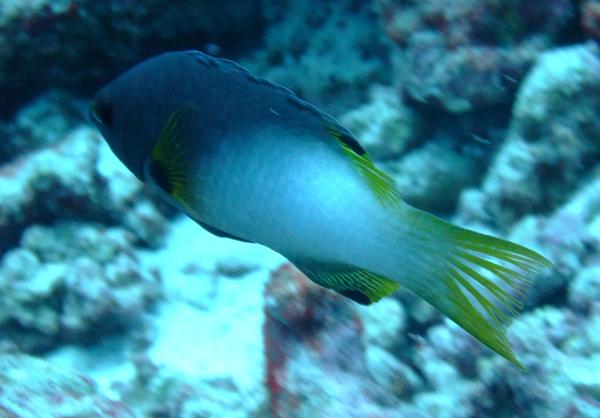 Hogfish - Axilspot Hogfish