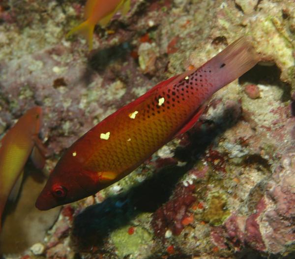 Hogfish - Diana's Hogfish