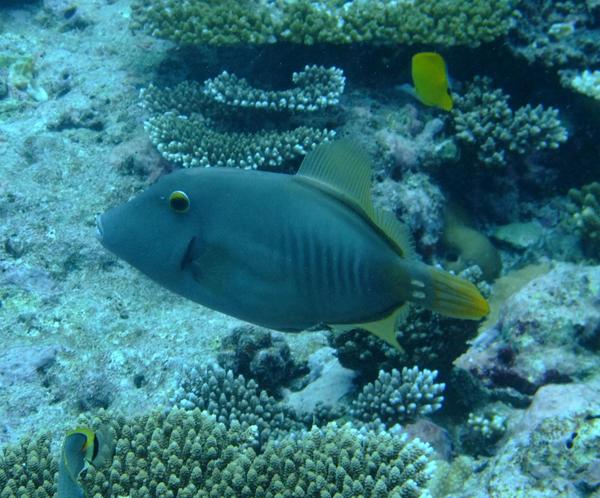 Filefish - Whitespotted Filefish