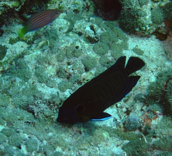 Angelfish - Dusky Angelfish