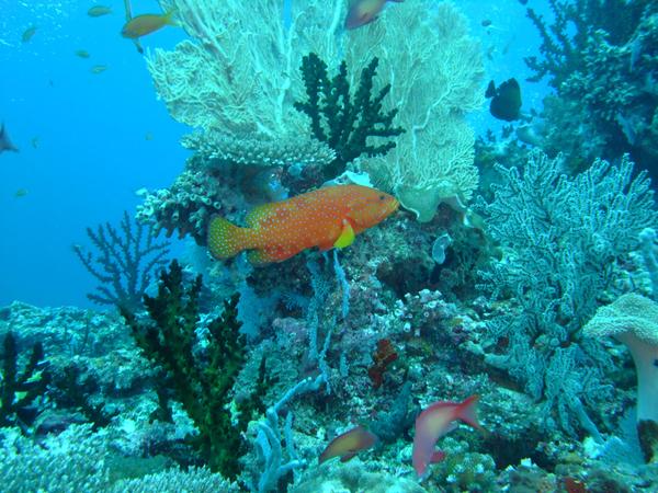 Groupers - Coral Grouper
