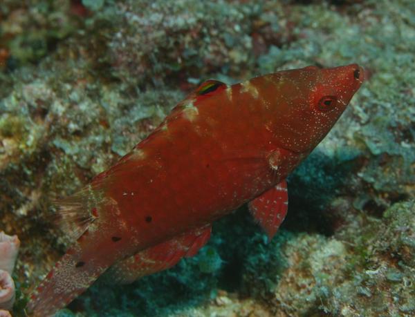 Wrasse - Floral Wrasse