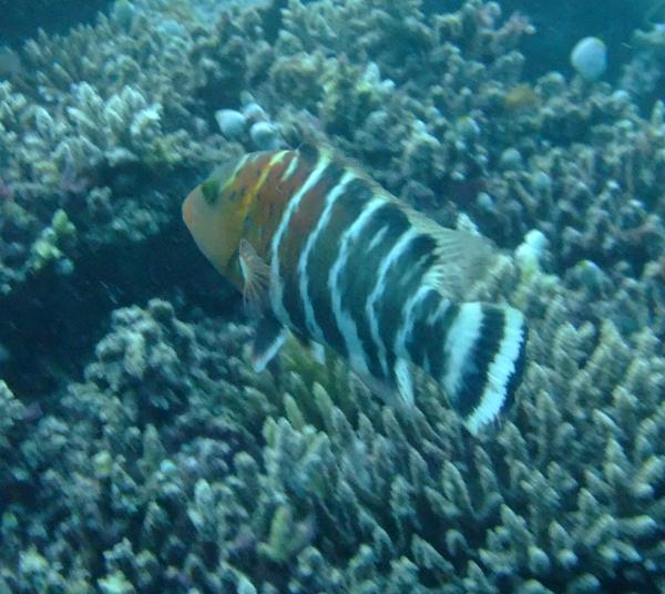 Wrasse - Red-breasted Splendour Wrasse