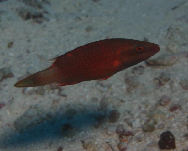 Wrasse - Snooty Wrasse