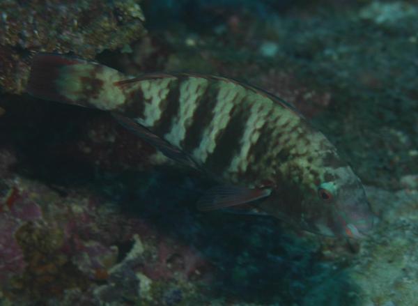 Parrotfish - Blue Moon Parrotfish