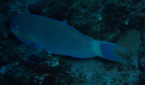 Parrotfish - Steepheaded Parrotfish