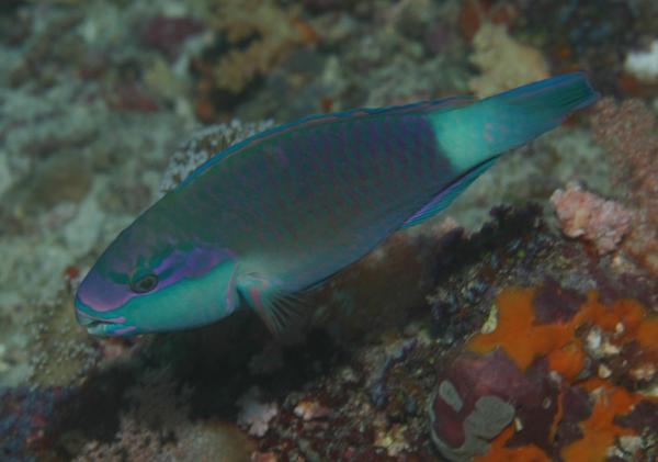 Parrotfish - Bullethead parrotfish