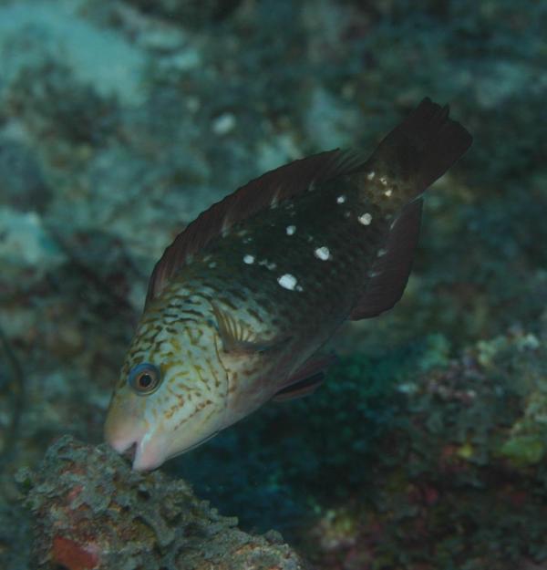 Parrotfish - Bullethead parrotfish