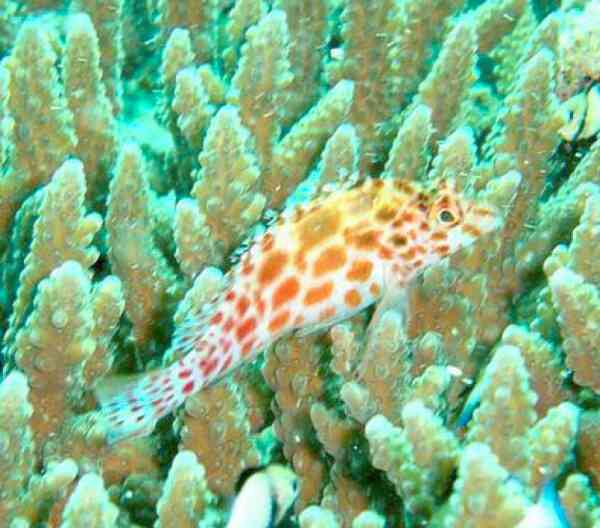 Hawkfish - Pixy Hawkfish