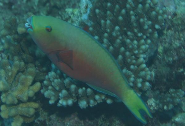 Parrotfish - Indian Ocean Steephead Parrotfish