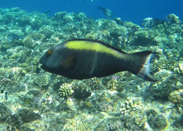 Parrotfish - Bicolour Parrotfish