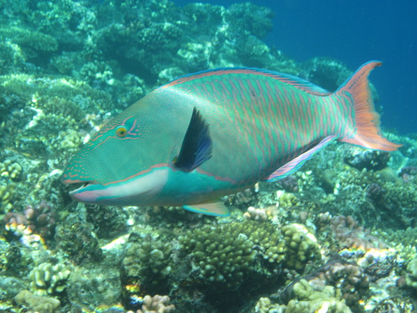 Parrotfish - Bicolour Parrotfish