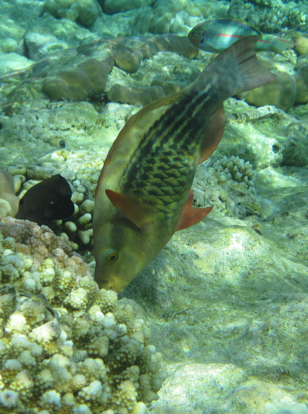 Parrotfish - Bridled Parrotfish