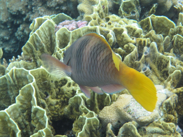 Parrotfish - Rusty Parrotfish