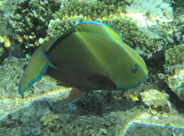 Parrotfish - Steepheaded Parrotfish