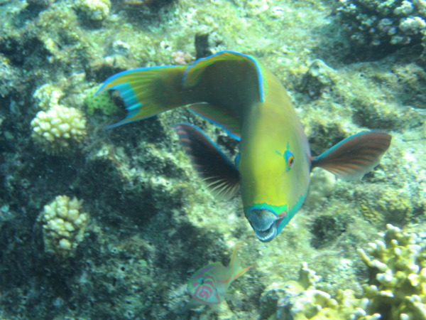 Parrotfish - Steepheaded Parrotfish