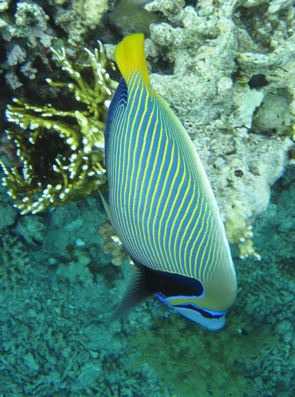 Angelfish - Emperor Angelfish