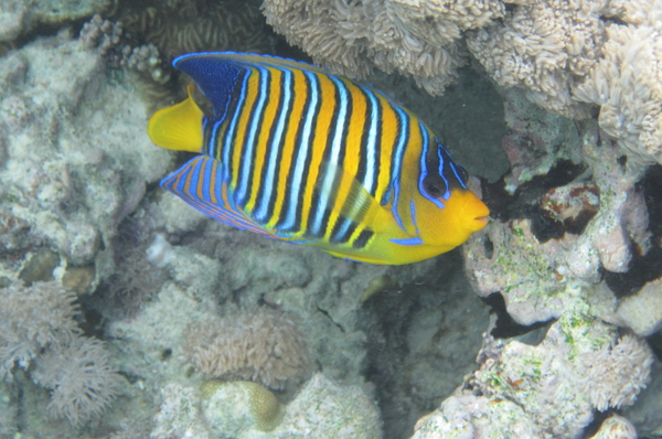 Angelfish - Royal Angelfish