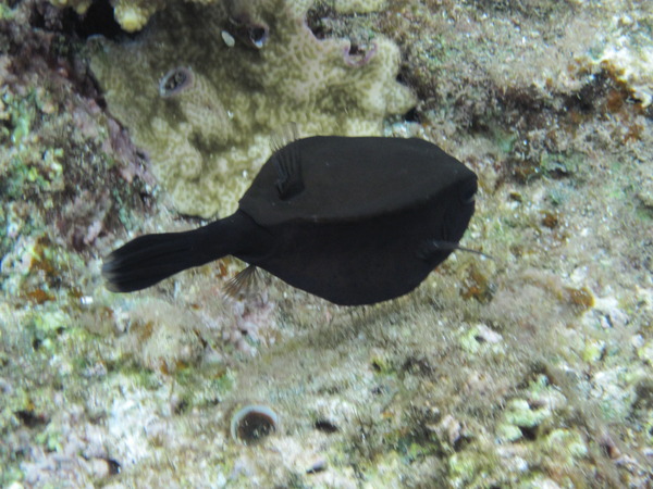 Trunkfish - Arabian Boxfish