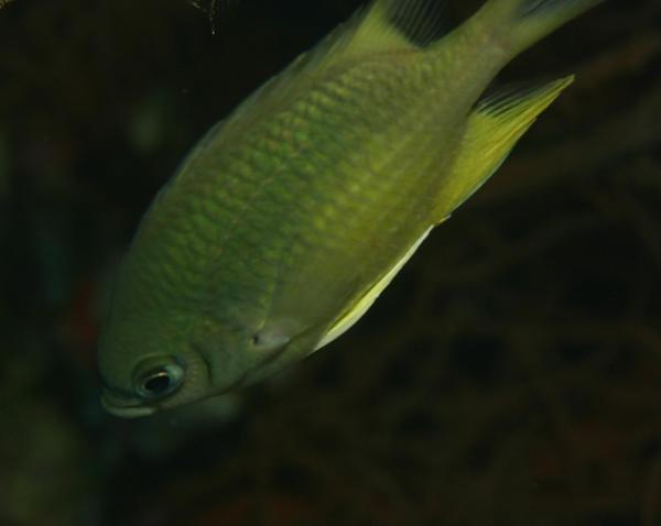 Damselfish - Black-axil Chromis