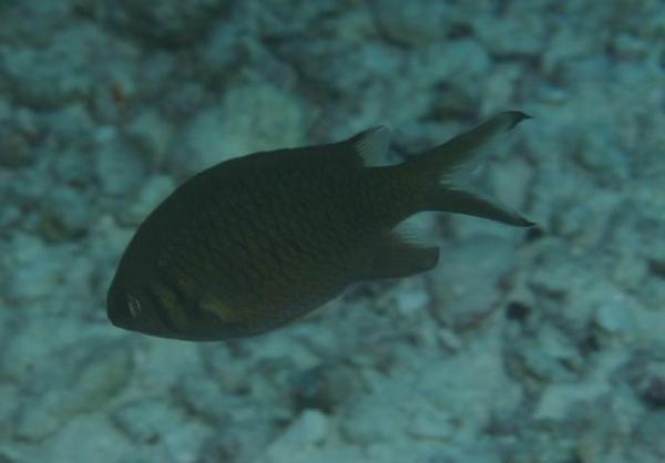 Damselfish - Scaly chromis