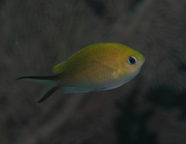 Damselfish - Ternate Chromis