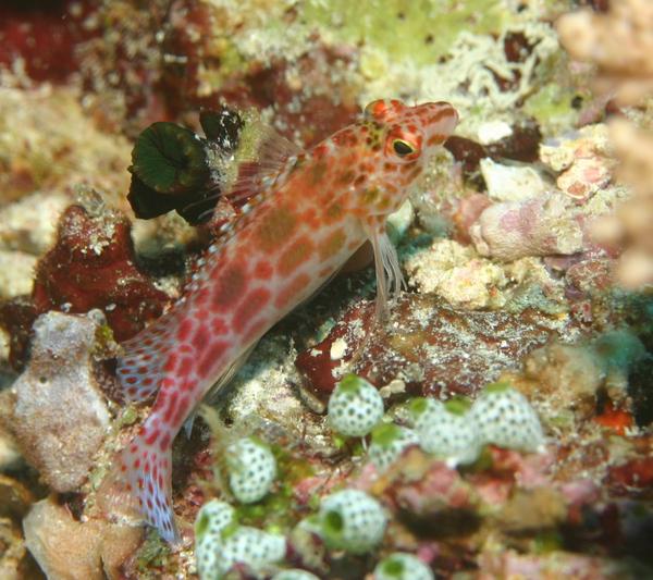 Hawkfish - Pixy Hawkfish