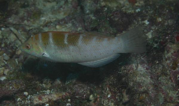 Wrasse - Dapple Coris