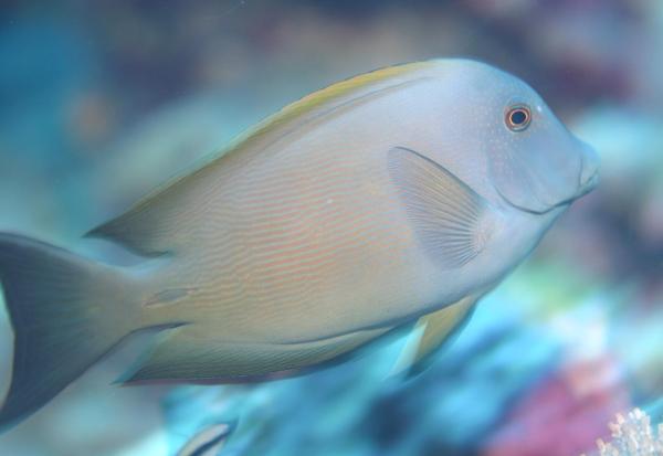 Surgeonfish - Striped Bristletooth