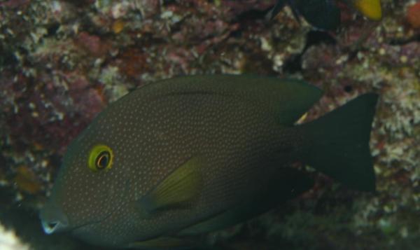 Surgeonfish - Indian Gold-ring Bristletooth