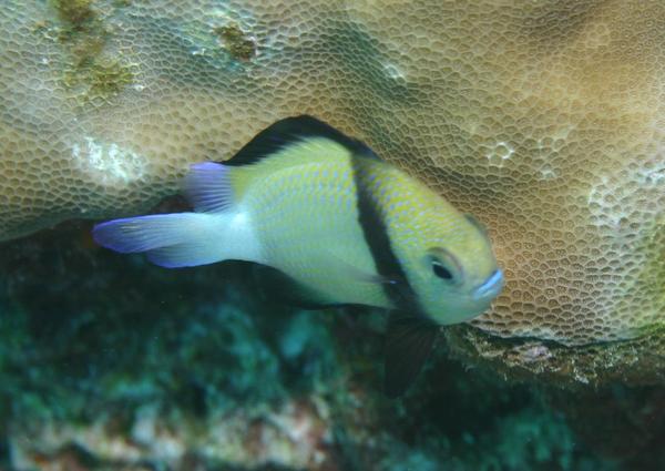 Damselfish - Cloudy Dascyllus