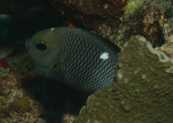 Damselfish - Threespot Dascyllus