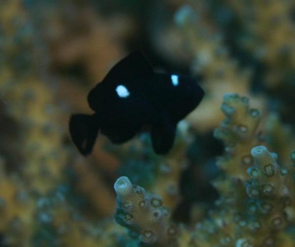 Damselfish - Threespot Dascyllus