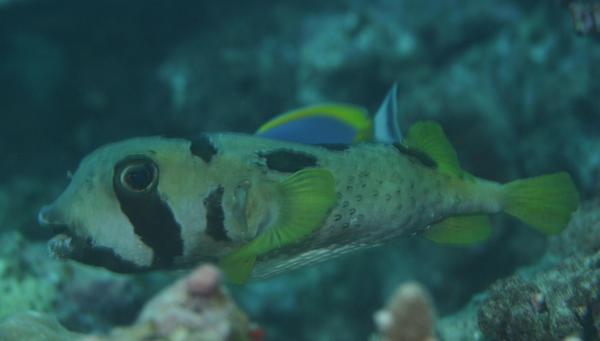 Porcupinefish - Black-blotched Porcupinefish